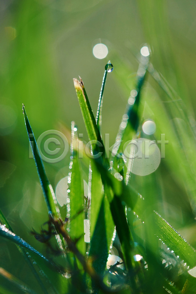사람없음 JPG 근접촬영 아웃포커스 포토 해외이미지 빗방울 빛망울 야외 주간 풀(식물)