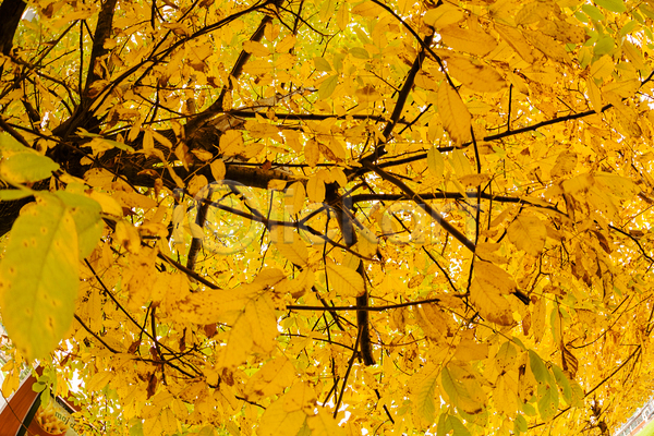 사람없음 JPG 포토 해외이미지 가을(계절) 공원 나무 나뭇잎 낙엽 야외 여행 잎 자연 풍경(경치)