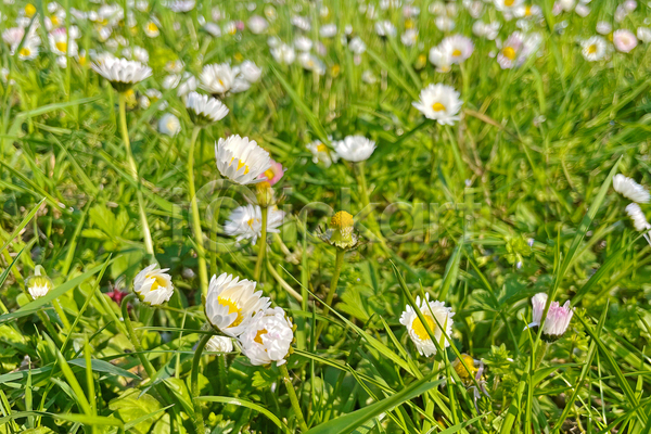 사람없음 JPG 아웃포커스 포토 해외이미지 꽃 들꽃 봄 야외 자연 주간 풀(식물) 풍경(경치)