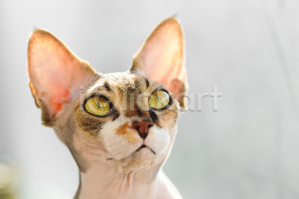 귀여움 사람없음 JPG 근접촬영 포토 해외이미지 고양이 실내 응시 한마리 회색배경