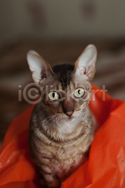 귀여움 사람없음 JPG 아웃포커스 포토 해외이미지 고양이 비닐봉투 실내 응시 한마리