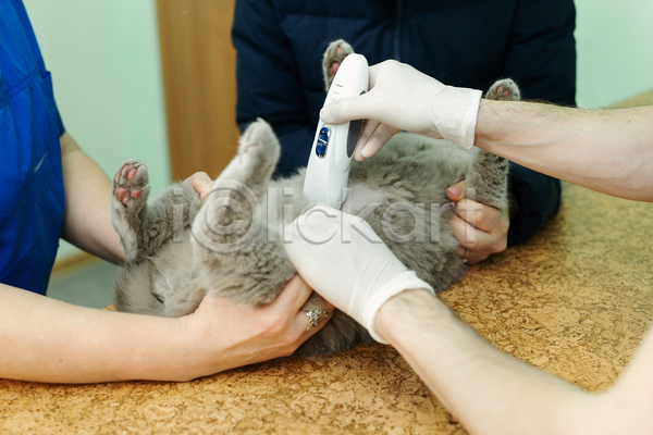준비 신체부위 JPG 포토 해외이미지 고양이 깎기 동물병원 들기 밀기 바리깡 손 실내 잡기 한마리