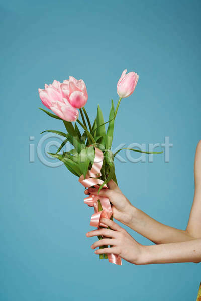 신체부위 JPG 포토 해외이미지 꽃다발 들기 분홍색 손 실내 튤립 파란색