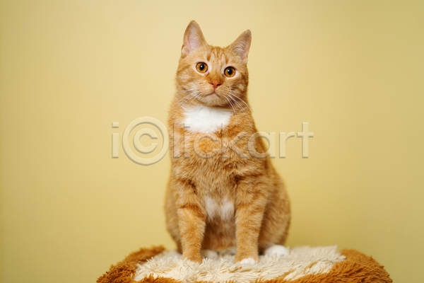 귀여움 사람없음 JPG 아웃포커스 포토 해외이미지 고양이 노란배경 방석 실내 앉기 응시 한마리