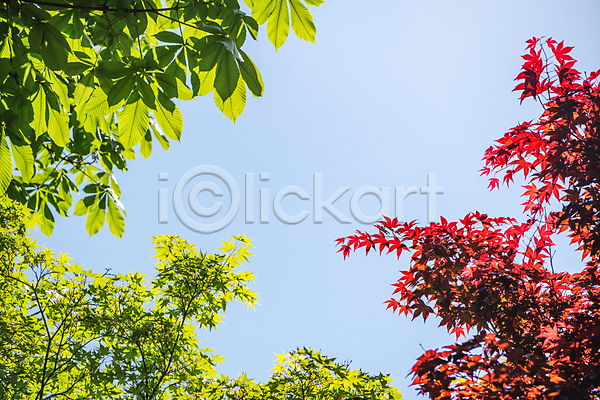 사람없음 JPG 포토 나뭇잎 단풍 맑음 야외 여름(계절) 여름풍경 자연 주간 풍경(경치) 하늘