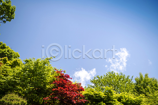 사람없음 JPG 포토 구름(자연) 나무 나뭇잎 맑음 야외 여름(계절) 여름풍경 자연 주간 풍경(경치) 하늘