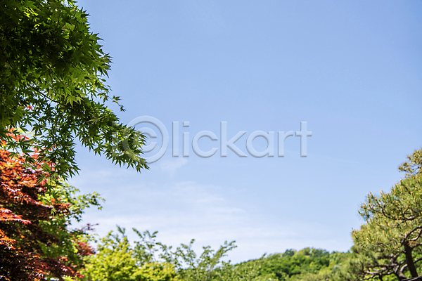 사람없음 JPG 포토 나뭇잎 맑음 야외 여름(계절) 여름풍경 자연 주간 풍경(경치) 하늘