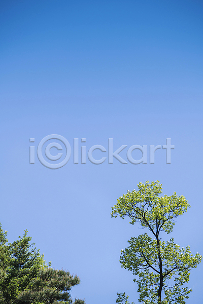 사람없음 JPG 포토 나뭇잎 맑음 소나무 야외 여름(계절) 여름풍경 자연 주간 풍경(경치) 하늘