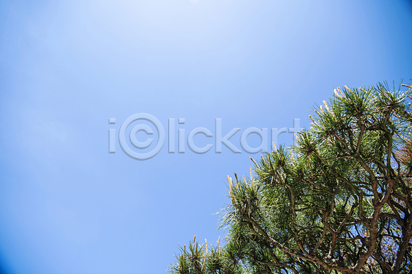 사람없음 JPG 포토 맑음 소나무 솔잎 야외 여름(계절) 여름풍경 자연 주간 풍경(경치) 하늘