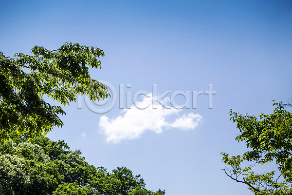 사람없음 JPG 포토 구름(자연) 나뭇잎 맑음 야외 여름(계절) 여름풍경 자연 주간 풍경(경치) 하늘