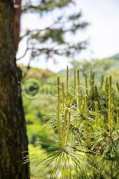 사람없음 JPG 아웃포커스 포토 나뭇가지 소나무 솔잎 야외 여름(계절) 여름풍경 자연 주간 풍경(경치)