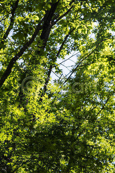사람없음 JPG 포토 나무 단풍 야외 여름(계절) 여름풍경 울창 자연 주간 초록색 풍경(경치)