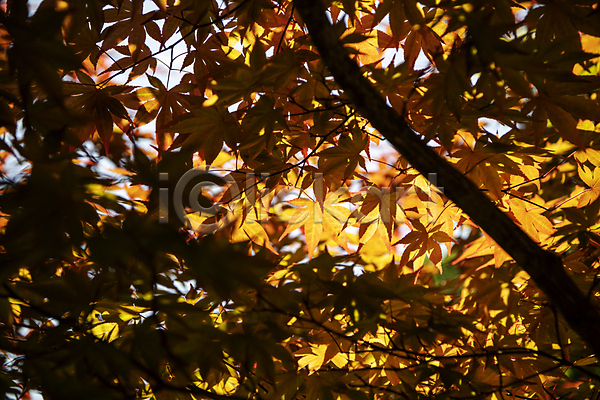 사람없음 JPG 포토 그늘 나뭇가지 단풍 단풍나무 야외 어둠 여름(계절) 여름풍경 자연 주간 풍경(경치)