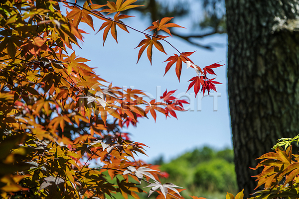 사람없음 JPG 아웃포커스 포토 나뭇가지 단풍 소나무 야외 여름(계절) 여름풍경 자연 주간 풍경(경치)