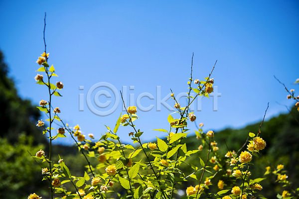 사람없음 JPG 아웃포커스 포토 맑음 목향장미 야외 여름(계절) 여름풍경 잎 잎줄기 자연 주간 풍경(경치) 하늘