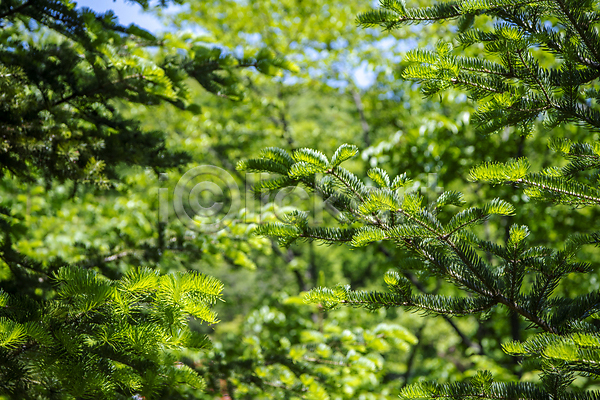 사람없음 JPG 아웃포커스 포토 솔잎 야외 여름(계절) 여름풍경 울창 자연 주간 초록색 풍경(경치)