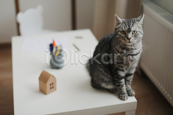 귀여움 사람없음 JPG 아웃포커스 포토 해외이미지 고양이 스코티쉬스트레이트 실내 앉기 응시 책상 한마리