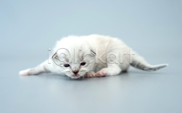 귀여움 사람없음 JPG 포토 해외이미지 고양이 랙돌 새끼 실내 엎드리기 응시 파란배경 한마리