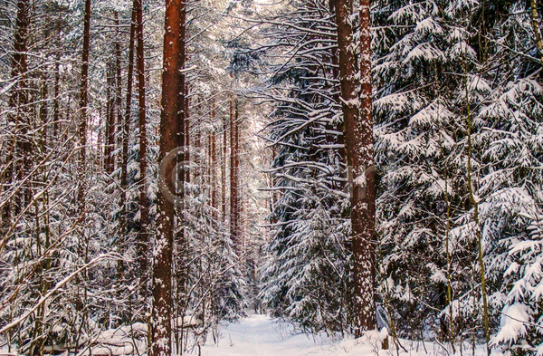 사람없음 JPG 포토 해외이미지 가로수 겨울 길 나무 눈(날씨) 숲 야외 자연 풍경(경치)