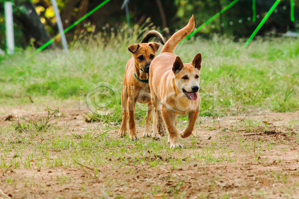 산책 사람없음 JPG 포토 해외이미지 강아지 달리기 두마리 반려견 반려동물 야외 주간