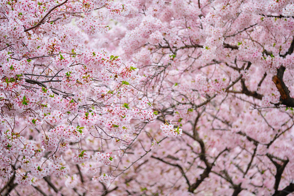 사람없음 JPG 포토 해외이미지 꽃 벚꽃 벚나무 봄 봄꽃 분홍색 야외 주간 풍경(경치)