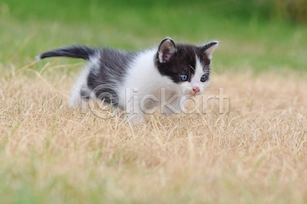 귀여움 사람없음 JPG 아웃포커스 포토 해외이미지 걷기 고양이 길고양이 새끼 야외 응시 주간 초원(자연) 한마리