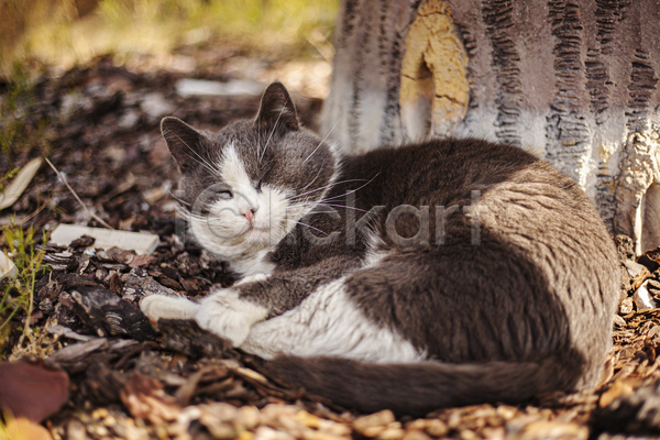 귀여움 사람없음 JPG 아웃포커스 포토 해외이미지 고양이 그림자 길고양이 나무 눈감음 눕기 야외 잠 주간 한마리 햇빛