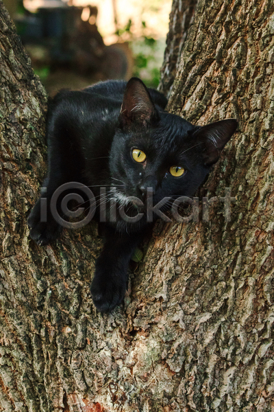귀여움 사람없음 JPG 아웃포커스 포토 해외이미지 걸터앉기 고양이 길고양이 나무 야외 응시 주간 한마리
