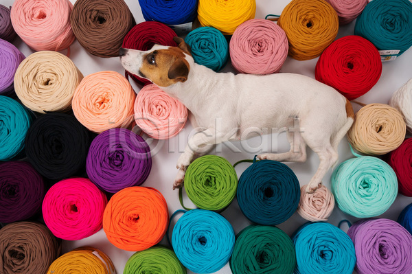사람없음 JPG 포토 하이앵글 해외이미지 강아지 뜨개질 백그라운드 컬러풀 털실