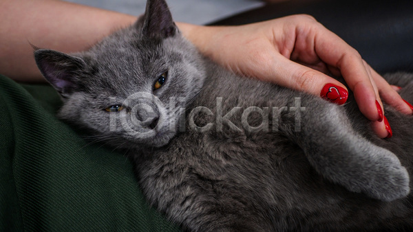 귀여움 졸음 신체부위 JPG 포토 해외이미지 고양이 기댐 눕기 러시안블루 반려묘 새끼 손 실내 안기 한마리