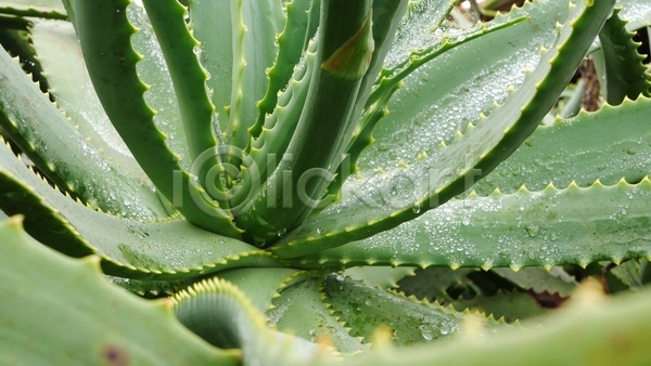 사람없음 JPG 소프트포커스 포토 해외이미지 빗방울 알로에 야외 잎 젖음 주간