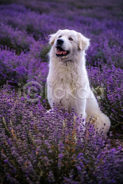 사람없음 JPG 포토 해외이미지 강아지 개 라벤더 보라색 야외 여름(계절) 올려보기 주간 프로방스 한마리