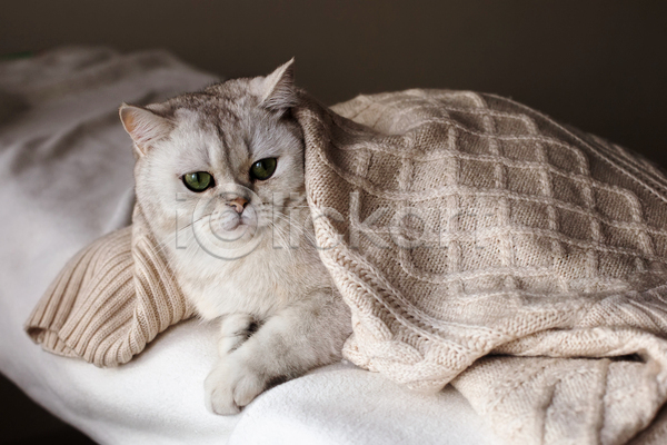 귀여움 사람없음 JPG 포토 해외이미지 갈색배경 고양이 눕기 덮기 실내 천(직물) 한마리