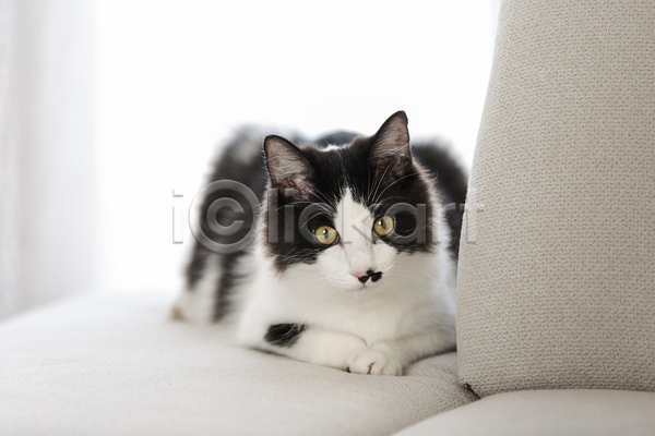 귀여움 사람없음 JPG 아웃포커스 포토 해외이미지 고양이 소파 실내 얼룩무늬 엎드리기 응시 한마리