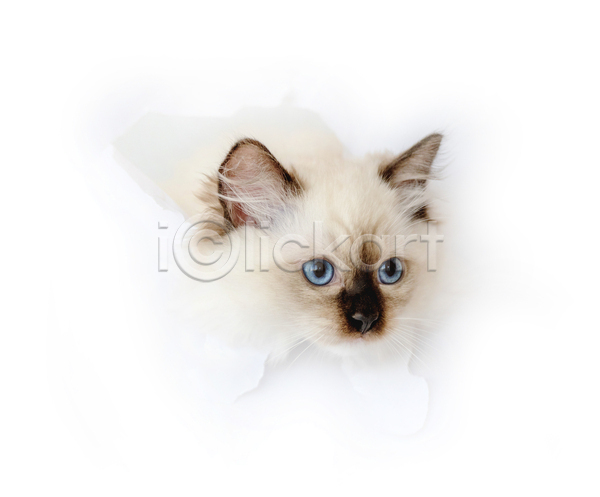 귀여움 사람없음 JPG 포토 해외이미지 고양이 구멍 나오기 랙돌 새끼 실내 응시 종이 찢어짐 한마리 흰배경