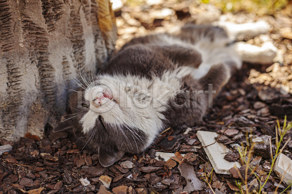 귀여움 사람없음 JPG 아웃포커스 포토 해외이미지 고양이 길고양이 나무 눕기 야외 잠 주간 한마리 햇빛