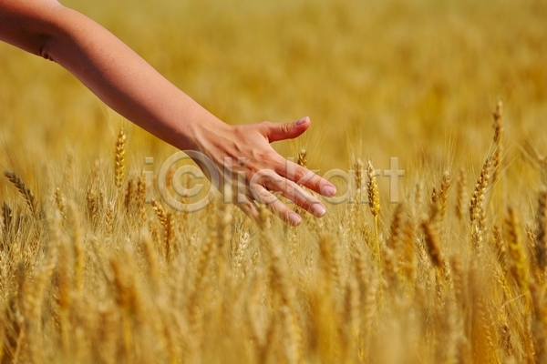 사람없음 신체부위 JPG 소프트포커스 아웃포커스 포토 해외이미지 가을(계절) 농업 밭 손뻗기 야외 주간 팔