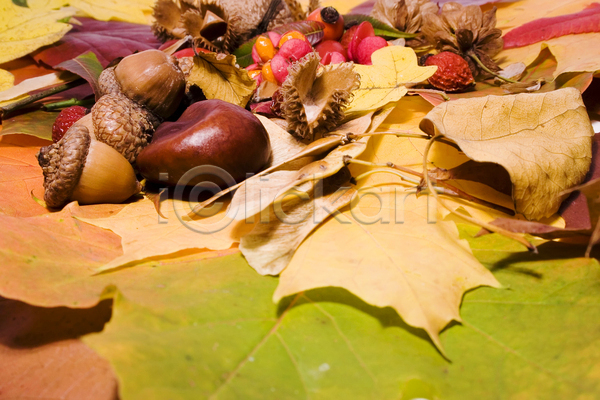 사람없음 JPG 포토 해외이미지 가을(계절) 견과류 껍질 나뭇잎 도토리 백그라운드 열매 잎 장식