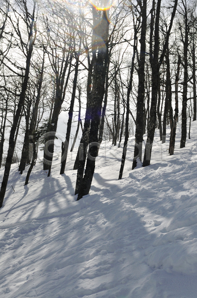사람없음 JPG 포토 해외이미지 겨울 겨울풍경 나무 눈(날씨) 눈덮임 산속 숲속 야외 주간
