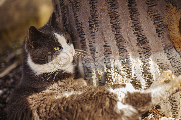 귀여움 사람없음 JPG 아웃포커스 포토 해외이미지 고양이 길고양이 나무 야외 응시 주간 한마리 햇빛