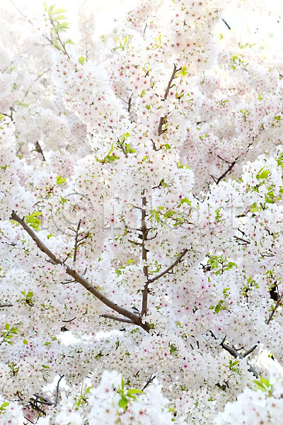 사람없음 JPG 포토 해외이미지 벚꽃 벚나무 봄 야외 해외202004