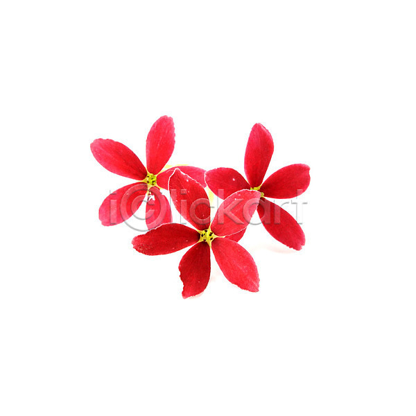 사랑 사람없음 JPG 포토 해외이미지 고립 꽃 꽃무늬 꽃잎 덩굴 백그라운드 벚꽃 봄 빨간색 세련 식물 아시아 이국적 자연 장식 정원 중국 컬러풀 해외202004 흰색