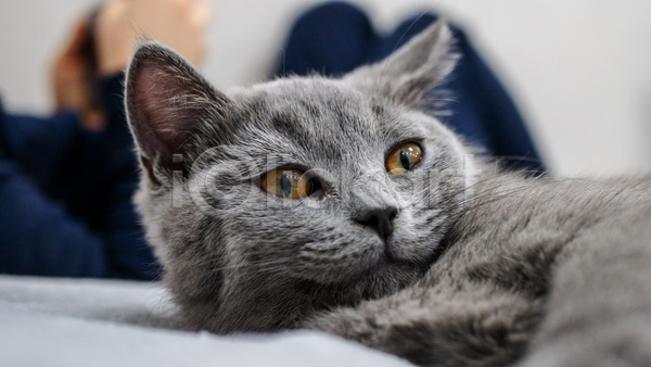 귀여움 사람없음 JPG 근접촬영 아웃포커스 포토 해외이미지 고양이 눕기 러시안블루 실내 응시 한마리