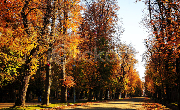 사람없음 JPG 포토 해외이미지 가을(계절) 길 나무 루마니아 숲 여행 트란실바니아