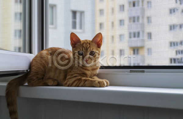 귀여움 사람없음 JPG 포토 해외이미지 건물 고양이 실내 엎드리기 응시 주간 창가 창문 한마리