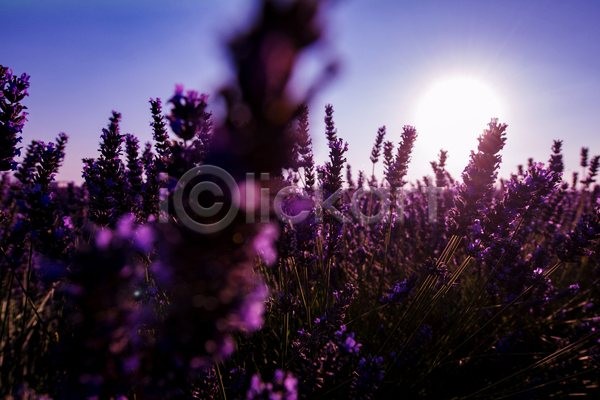 사람없음 JPG 포토 해외이미지 라벤더 보라색 야외 여름(계절) 주간 태양 풍경(경치) 프랑스 프로방스