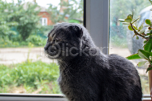 귀여움 사람없음 JPG 아웃포커스 포토 해외이미지 고양이 스코티시폴드 식물 실내 주간 창문 한마리