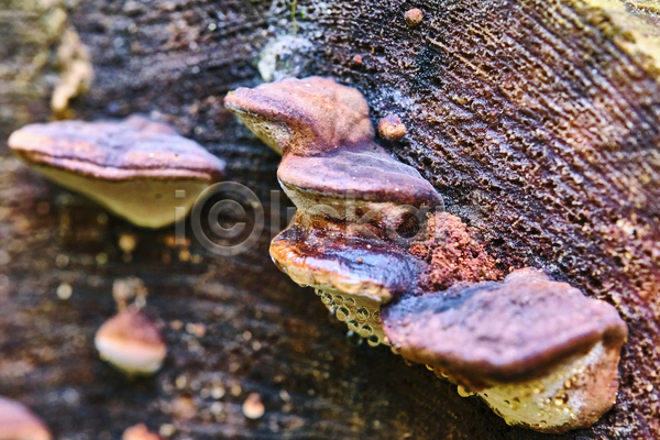 사람없음 JPG 근접촬영 포토 해외이미지 버섯 야외 자연 주간
