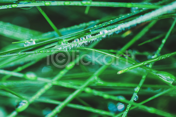 사람없음 JPG 근접촬영 아웃포커스 포토 해외이미지 빗방울 야외 젖음 주간 풀(식물)