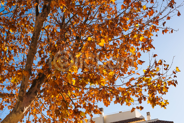 사람없음 JPG 포토 해외이미지 가을(계절) 나뭇가지 낙엽 단풍 야외 하늘